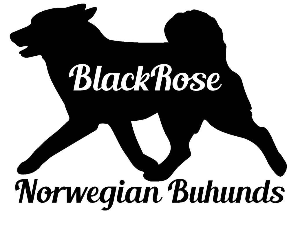 Norwegian Buhund Breed Standards Blackrose Norwegian Buhunds